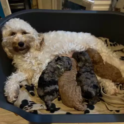 Cockapoo Dog For Sale in Newcastle upon Tyne, Tyne and Wear, England