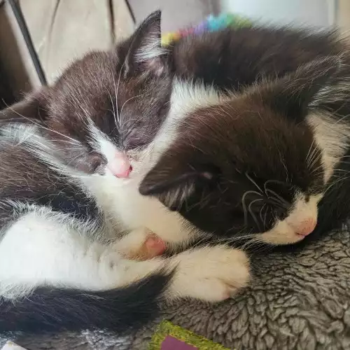 British Longhair Cat For Sale in Nottingham, Nottinghamshire, England