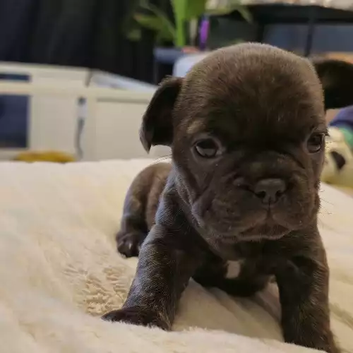 French Bulldog Dog For Sale in Stoke-on-Trent