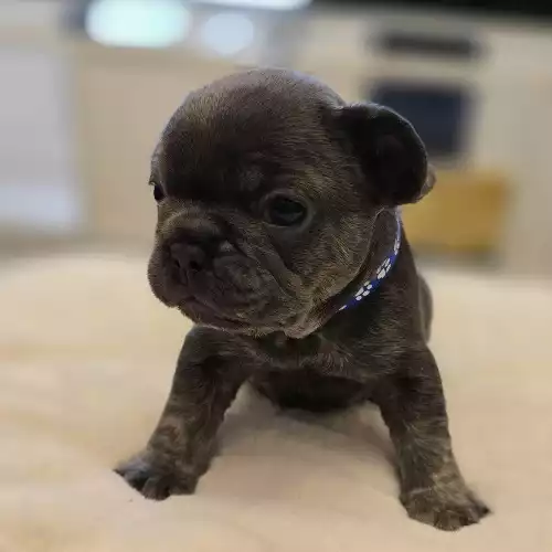 French Bulldog Dog For Sale in Stoke-on-Trent