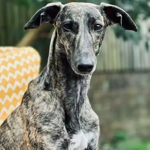 Whippet Dog For Adoption in Eastbourne, East Sussex