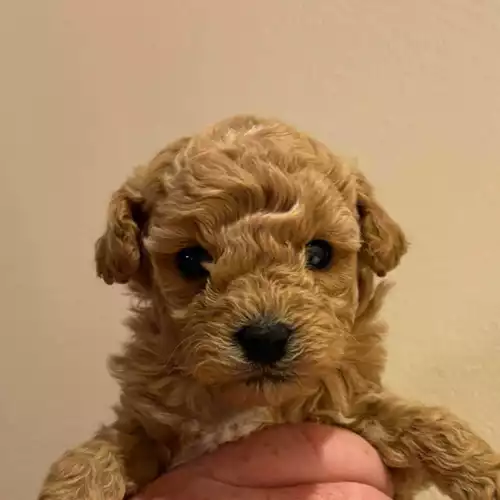 Toy Poodle Dog For Sale in Montrose, Angus, Scotland