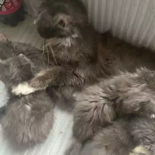 Maine Coon Cat For Sale in Bedford, Bedfordshire