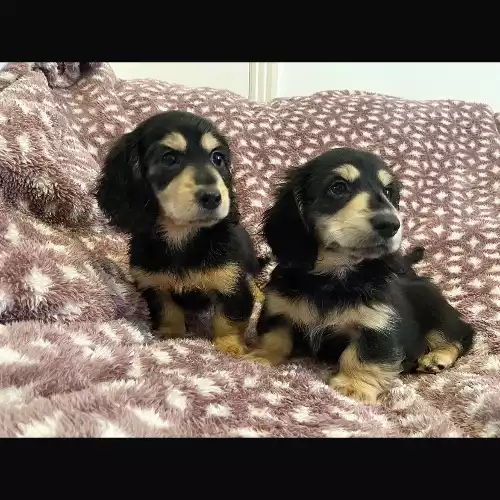 Miniature Dachshund Dog For Sale in Birkenhead, Merseyside, England