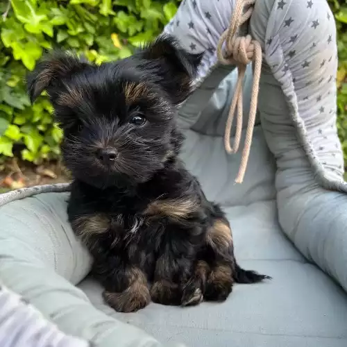 Yorkshire Terrier Dog For Sale in London, Greater London, England