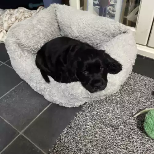 Cocker Spaniel Dog For Sale in Horsham, West Sussex