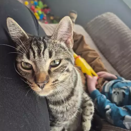 American Shorthair Cat For Adoption in Great Clacton, Essex