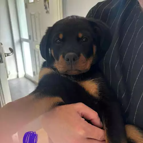 Rottweiler Dog For Sale in Hemel Hempstead, Hertfordshire, England