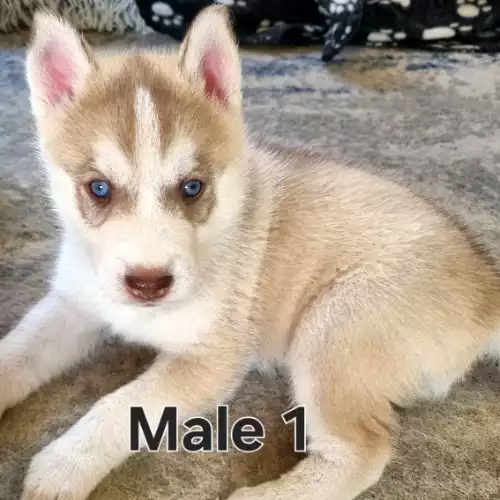 Siberian Husky Dog For Sale in Preston, Lancashire, England