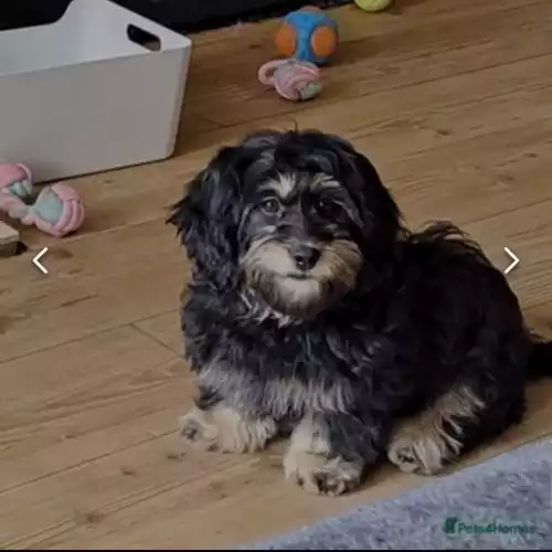 Bichon Frise Dog For Adoption in Accrington, Lancashire, England