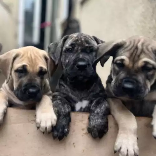 Presa Canario puppies for sale in Ferryhill