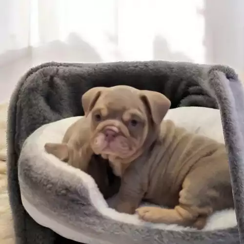 English Bulldog Dog For Sale in Bristol