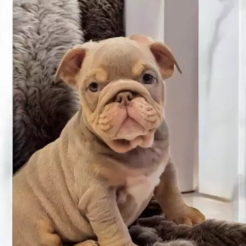 English Bulldog Dog For Sale in Bristol