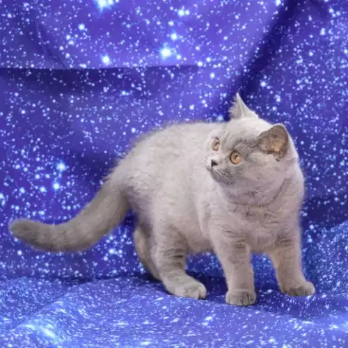 British Shorthair Cat For Sale in Rhyl, Clwyd