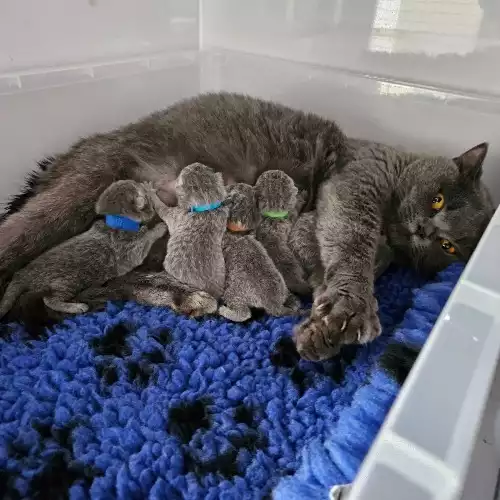 British Shorthair Cat For Sale in Rhyl, Clwyd