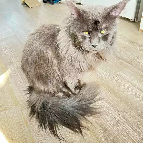 Maine Coon Cat For Stud in London, Greater London