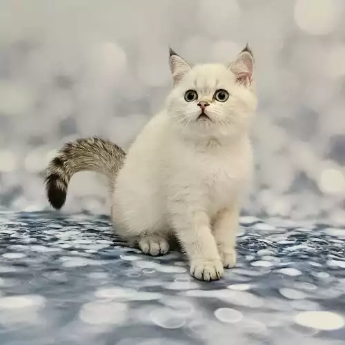 Scottish Fold Cat For Sale in Royal Tunbridge Wells, Kent, England