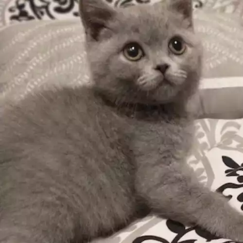 British Shorthair Cat For Adoption in Bromley Common, Greater London, England
