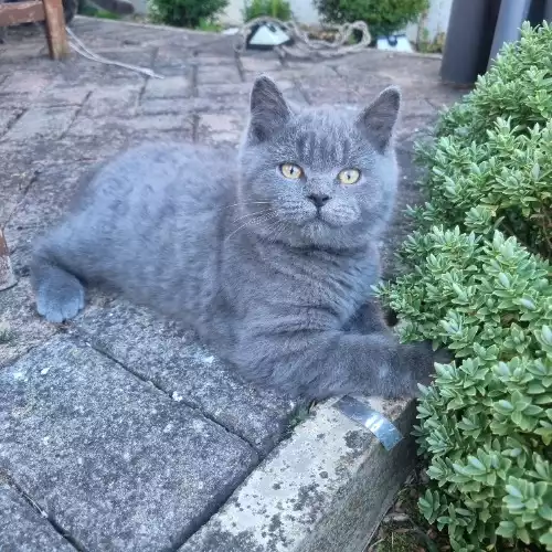 British Shorthair Cat For Adoption in Pontefract, West Yorkshire, England