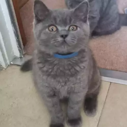 British Shorthair Cat For Adoption in Pontefract, West Yorkshire, England