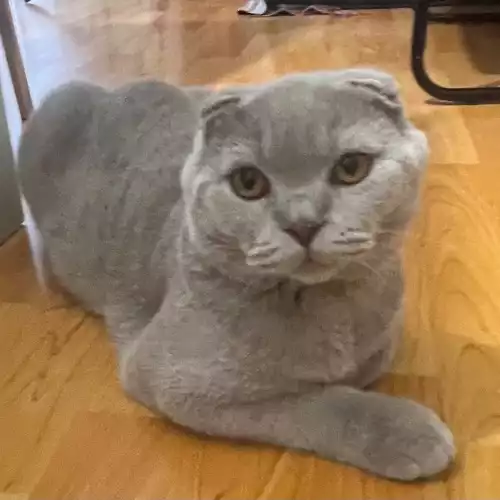 Scottish Fold Cat For Adoption in Hackney Central, Greater London, England