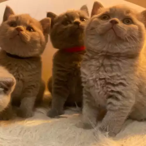 British Shorthair Cat For Sale in London