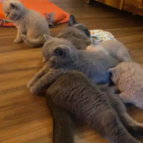 British Shorthair Cat For Sale in London