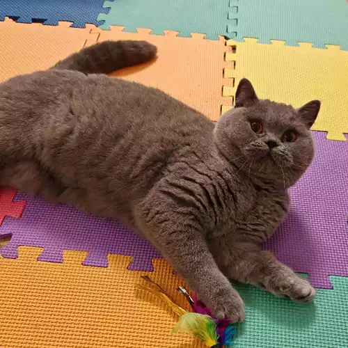 British Shorthair Cat For Adoption in Cheam, Greater London