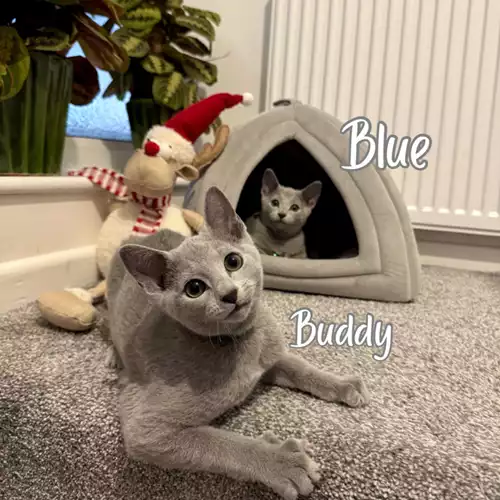 Russian Blue Cat For Sale in Manchester