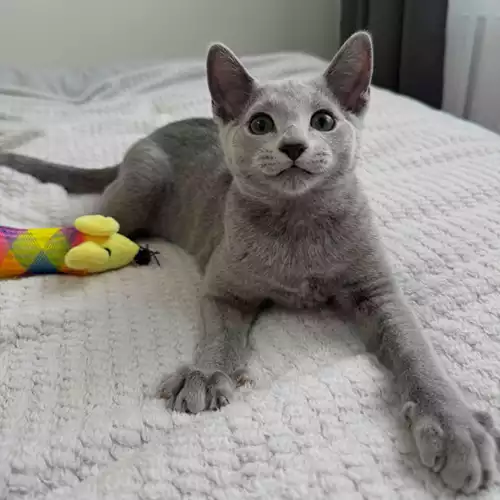 Russian Blue Cat For Sale in Manchester