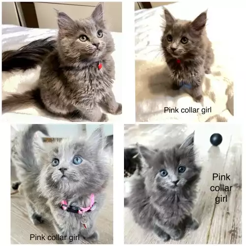 Maine Coon Cat For Sale in London, Greater London, England