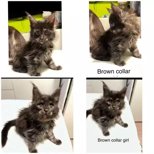 Maine Coon Cat For Sale in London, Greater London, England