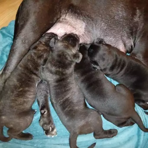 Cane Corso Dog For Sale in Welling, Greater London, England