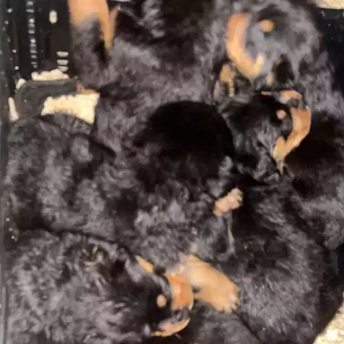 Rottweiler Dog For Sale in Kingston upon Hull