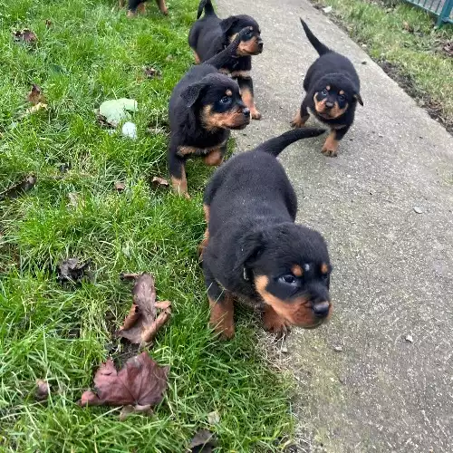 Rottweiler Dog For Sale in Kingston upon Hull