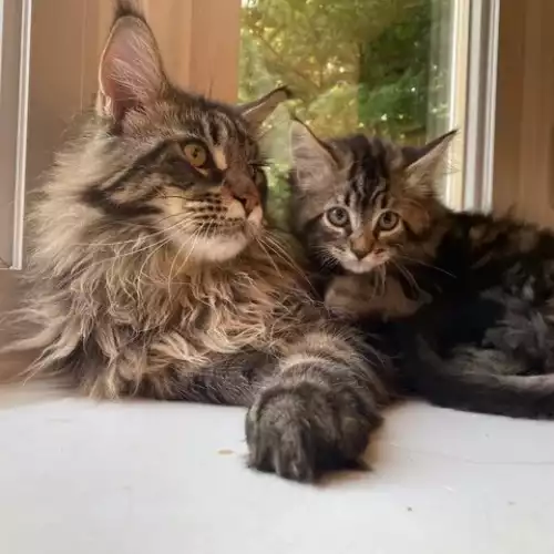Maine Coon Cat For Sale in Cheetham Hill, Greater Manchester, England