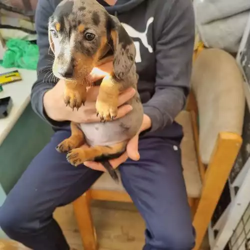 Dachshund Dog For Sale in York