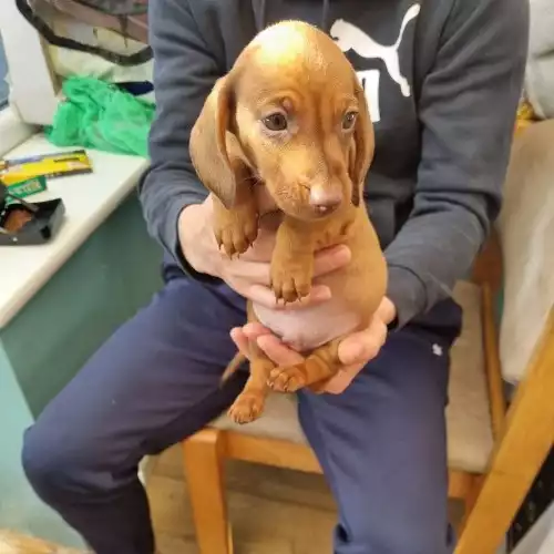 Dachshund Dog For Sale in York