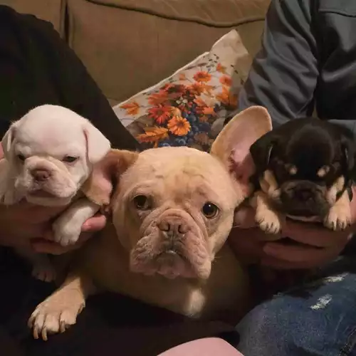 French Bulldog Dog For Sale in Willenhall, West Midlands