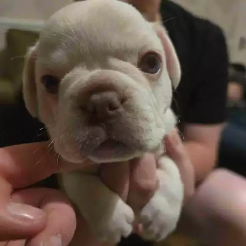 French Bulldog Dog For Sale in Willenhall, West Midlands