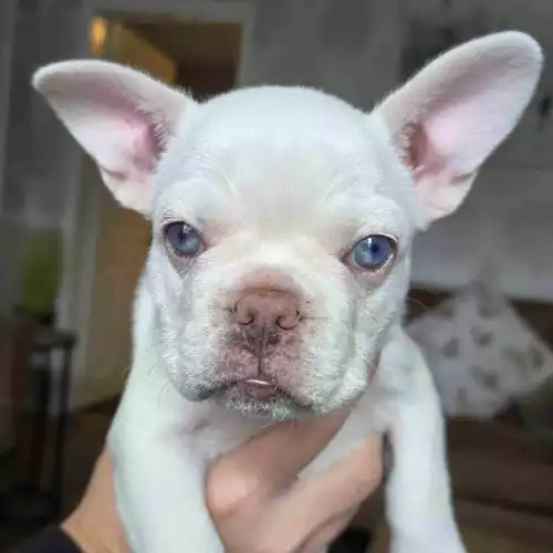 French Bulldog Dog For Sale in Willenhall, West Midlands