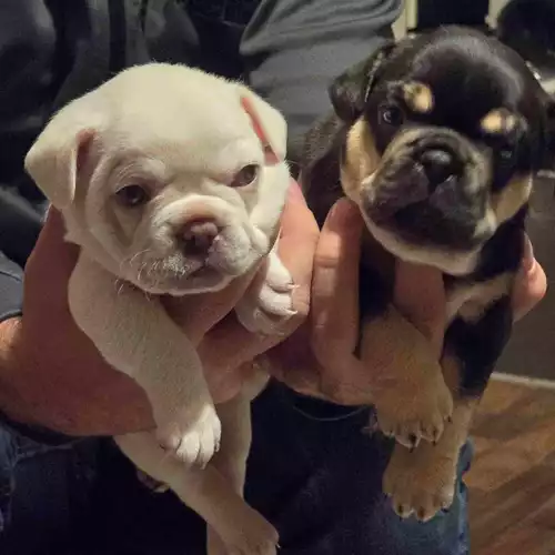 French Bulldog Dog For Sale in Willenhall, West Midlands