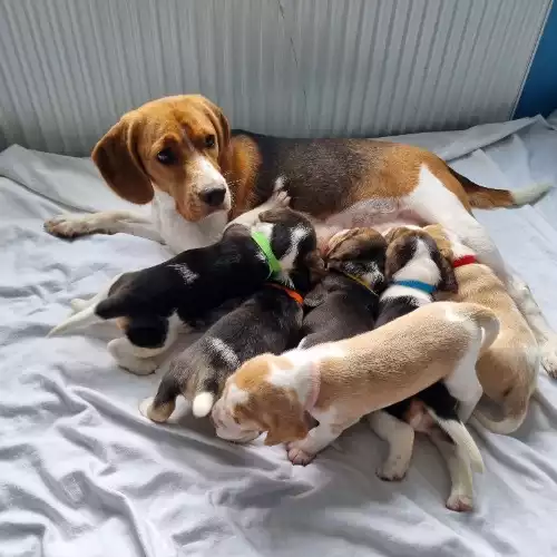 Beagle Dog For Sale in Hainault, Greater London, England