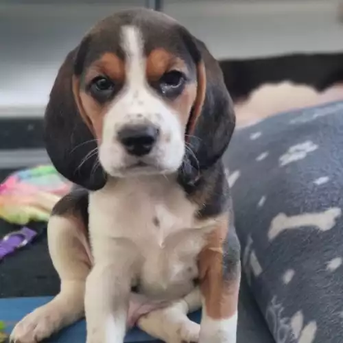 Beagle Dog For Sale in Hainault, Greater London, England