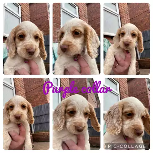 Cocker Spaniel Dog For Sale in Worksop, Nottinghamshire, England