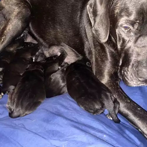 Cane Corso Dog For Sale in Ryde, Isle of Wight, England