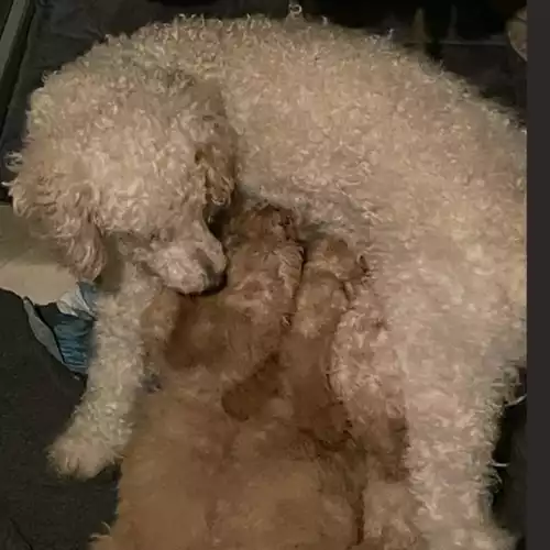 Standard Poodle Dog For Sale in Redruth, Cornwall