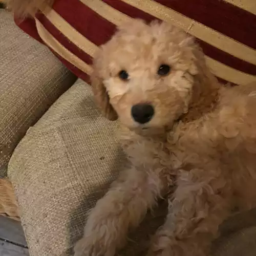 Standard Poodle Dog For Sale in Redruth, Cornwall