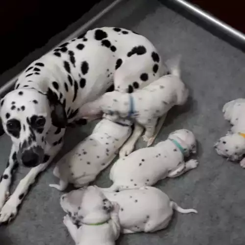 Dalmatian Dog For Sale in Gainsborough, Lincolnshire, England