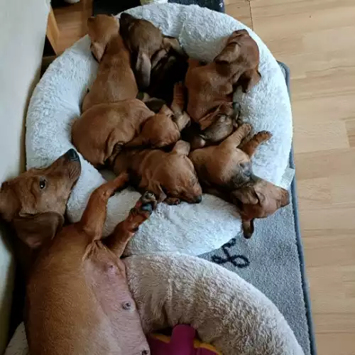 Dachshund Dog For Sale in Ipswich, Suffolk